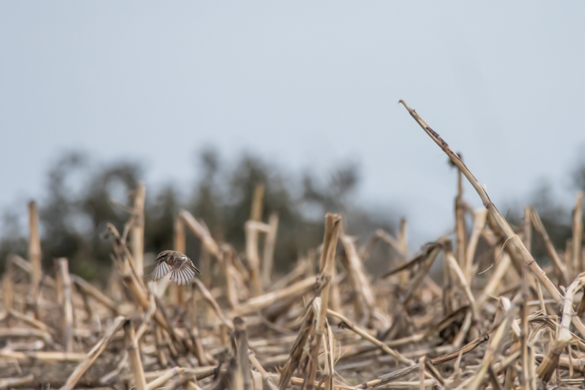 Tarier pâtre s&rsquo;envolant